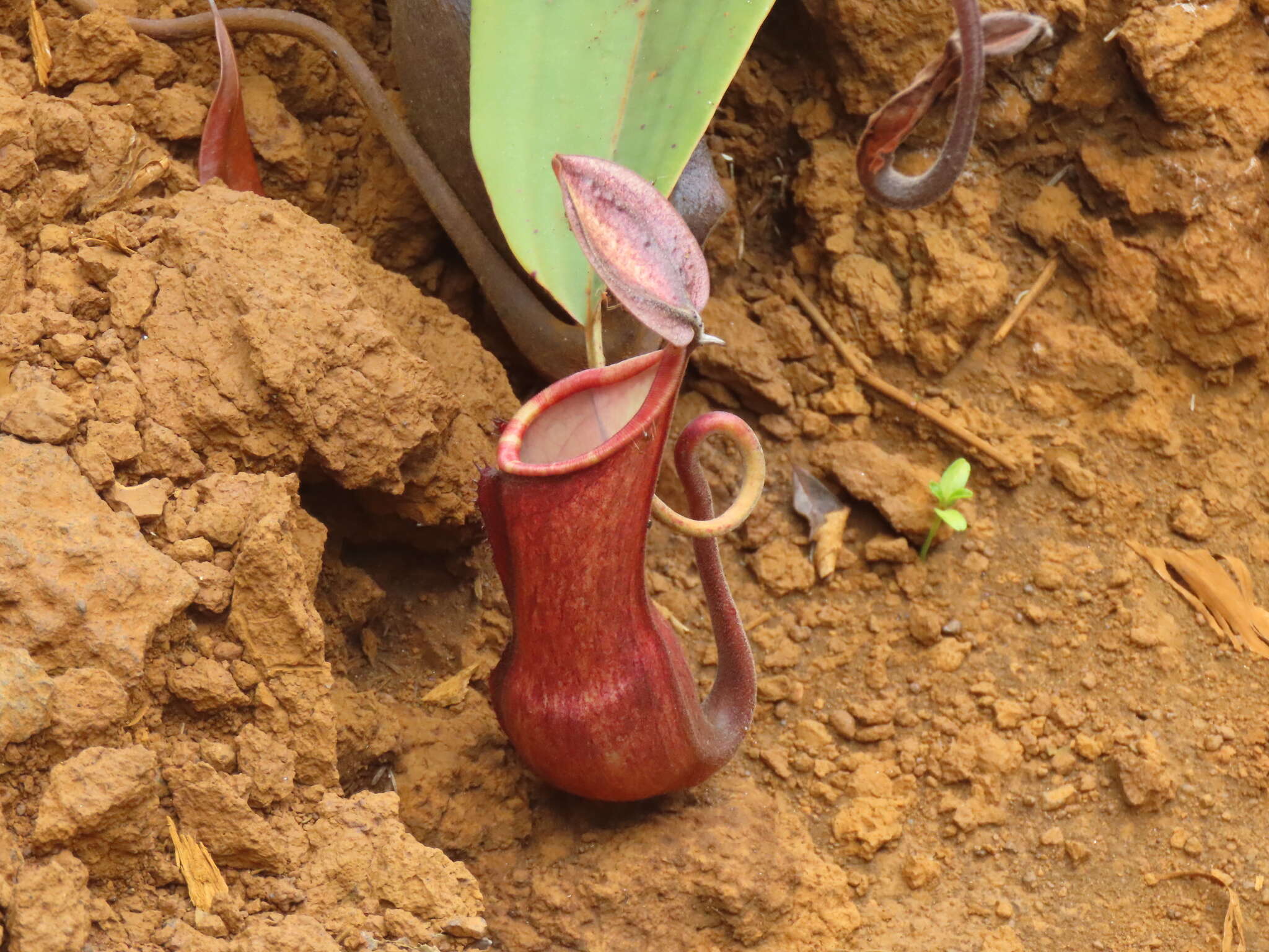 Image of Nepenthes vieillardii Hook. fil.