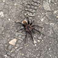 Image of Columbian lesserblack tarantula