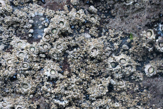 Image of thatched barnacle