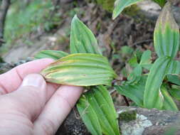 Imagem de Maianthemum formosanum (Hayata) La Frankie