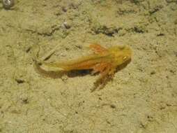 Image of Italian crested newt