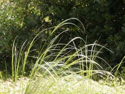 Image of Stipa austroitalica Martinovský