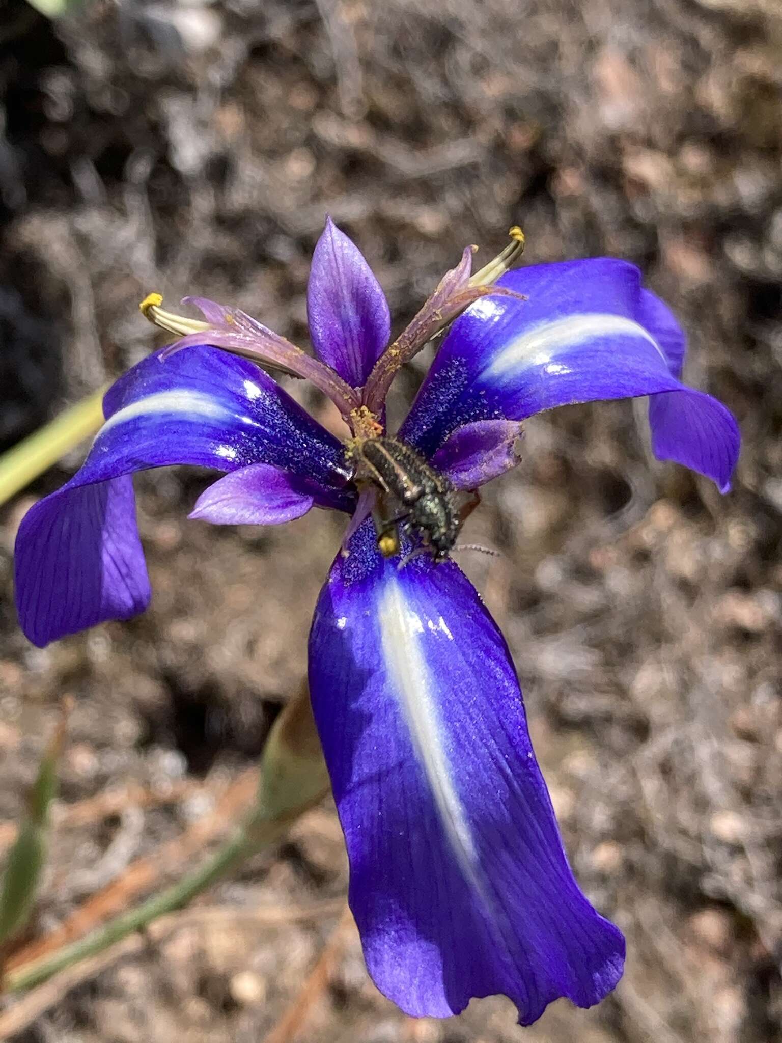 Herbertia pulchella Sweet的圖片