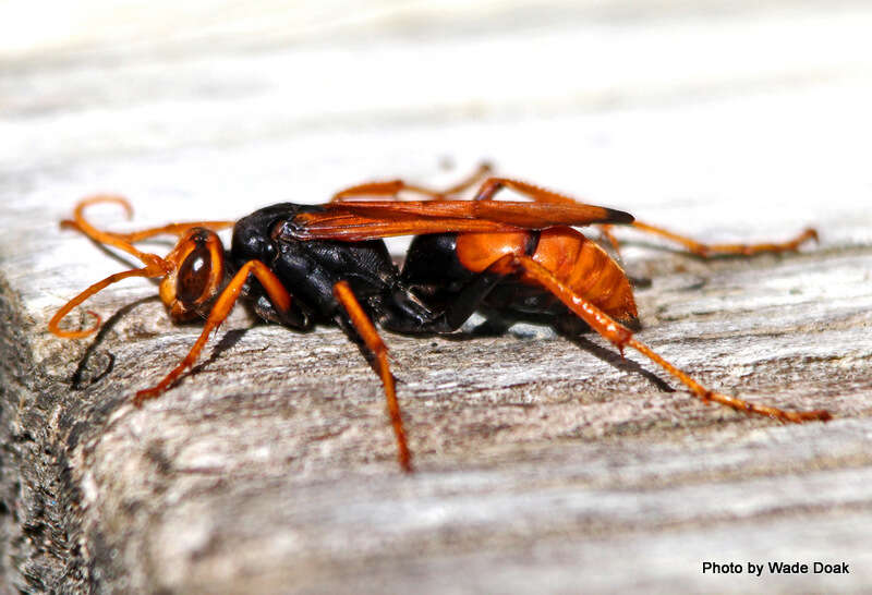 صورة Cryptocheilus australis (Guérin 1830)