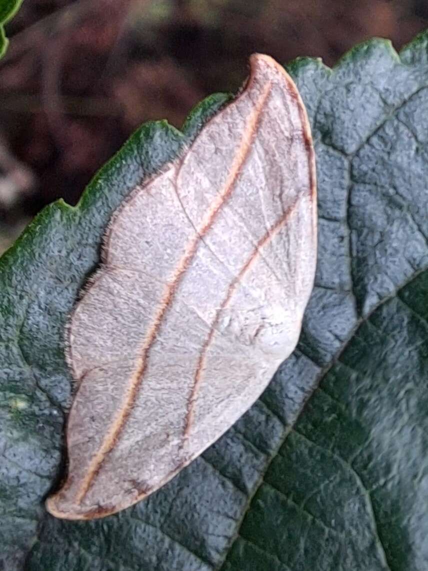 Image of Nordstromia japonica Moore 1877