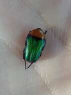 Image of Amethyst Fruit Chafer