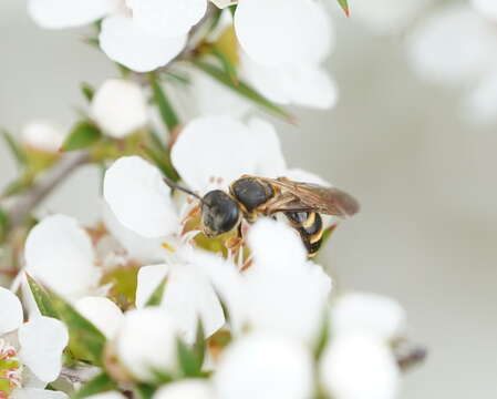 Image of Lasioglossum tertium (Dalla Torre 1896)