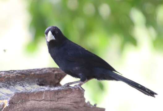 Image of Solitary Black Cacique