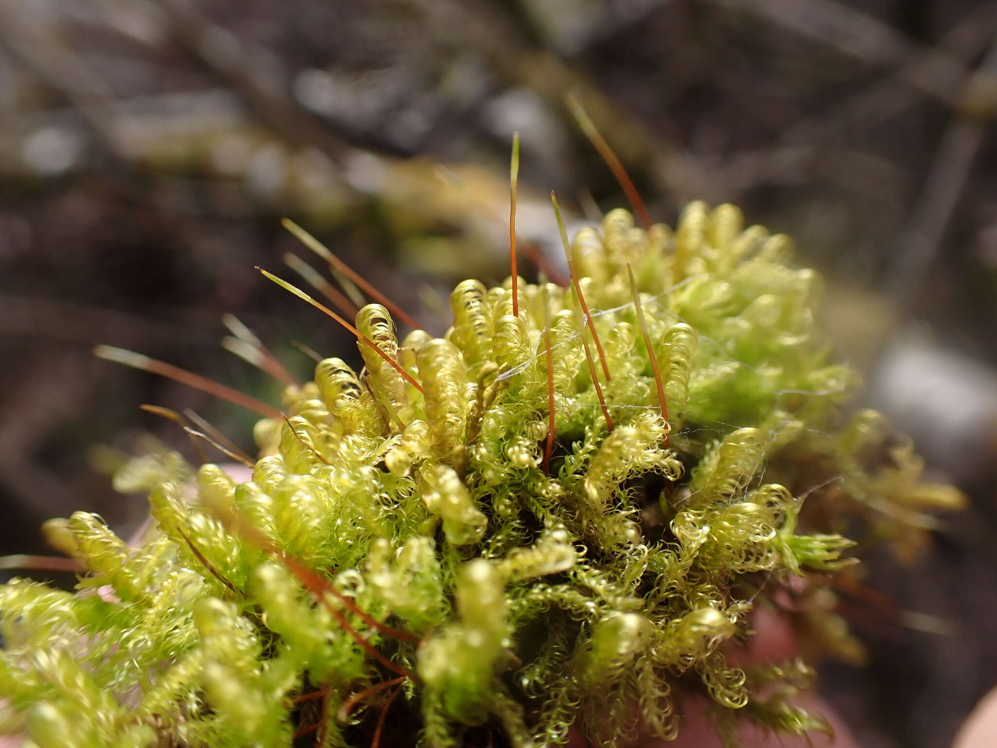 Image de <i>Sanionia uncinata</i> var. <i>symmetrica</i> (Renauld & Cardot) H. A. Crum & L. E. Anderson