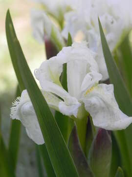 Image of Iris kashmiriana Baker