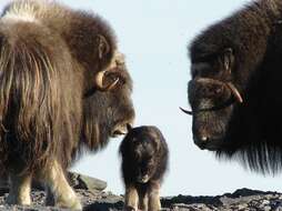 Image of muskox