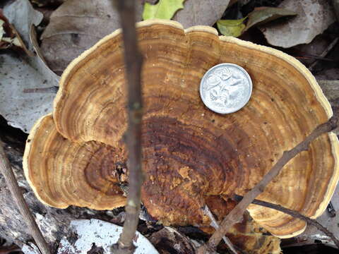 Image de Trametes speciosa (Fr.) Zmitr., Wasser & Ezhov 2012