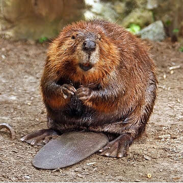 Image of beavers