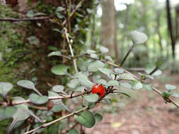 Image of Coprosma spathulata A. Cunn.