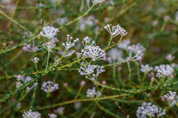 Image of littleleaf buckbrush