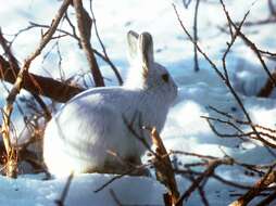 Image of Alaskan Hare