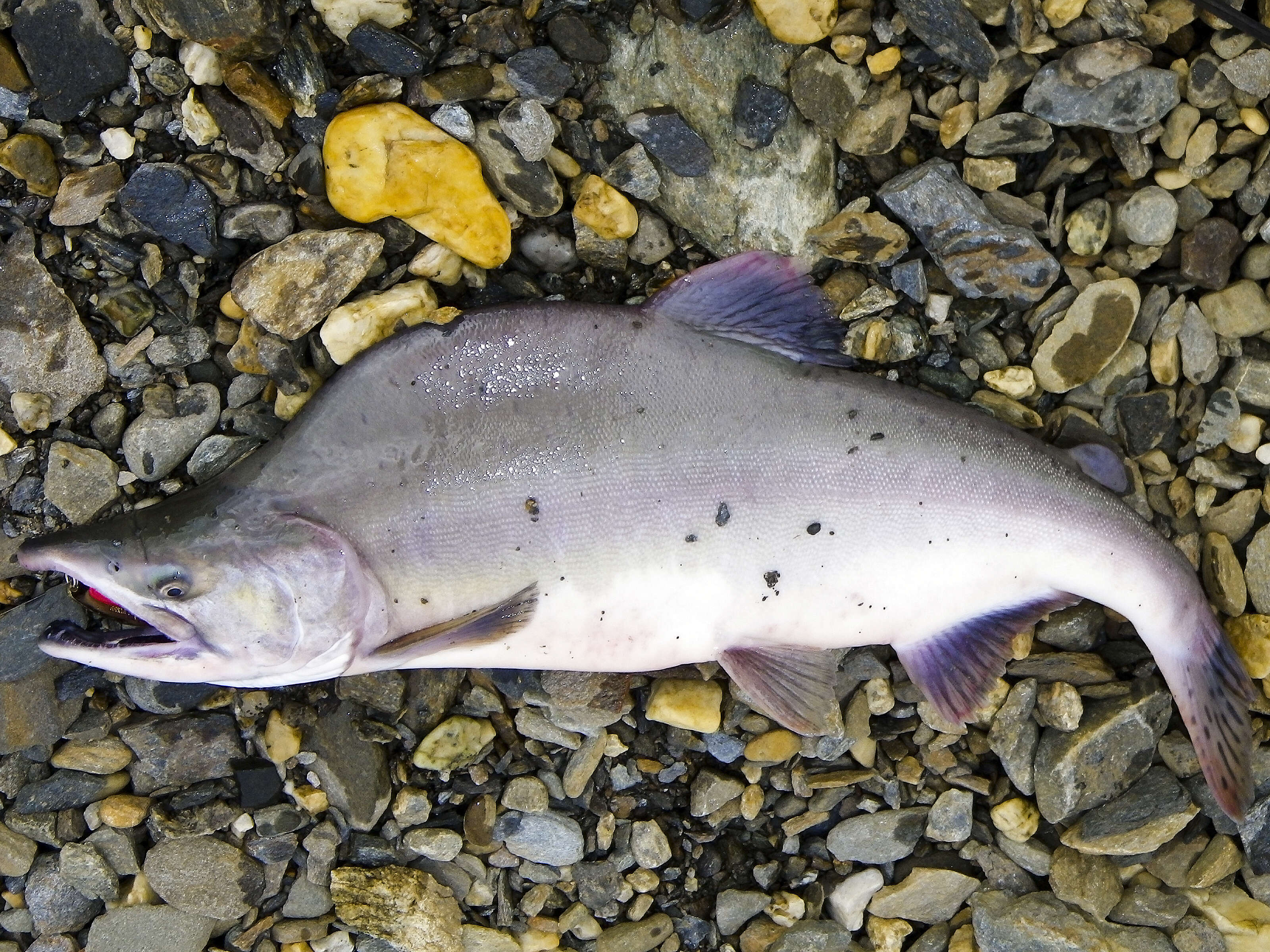 Image of Pink Salmon