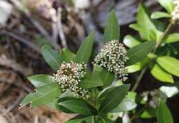 Image of Skimmia japonica subsp. japonica