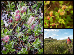 Image of arctic willow