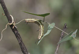 Image of Cynanchum acutum L.