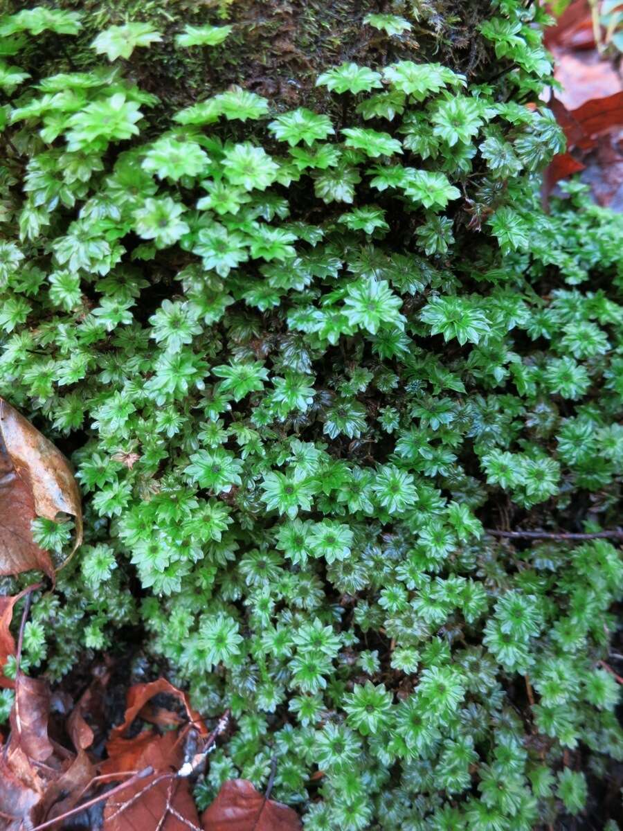 Image of Ontario rhodobryum moss