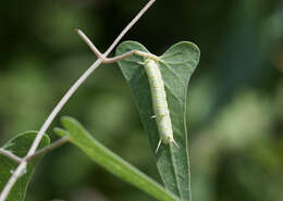 Image of Cynanchum acutum L.