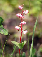 Image of Wintergreen