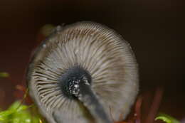 Image of Blastosporella zonata T. J. Baroni & Franco-Mol. 2007