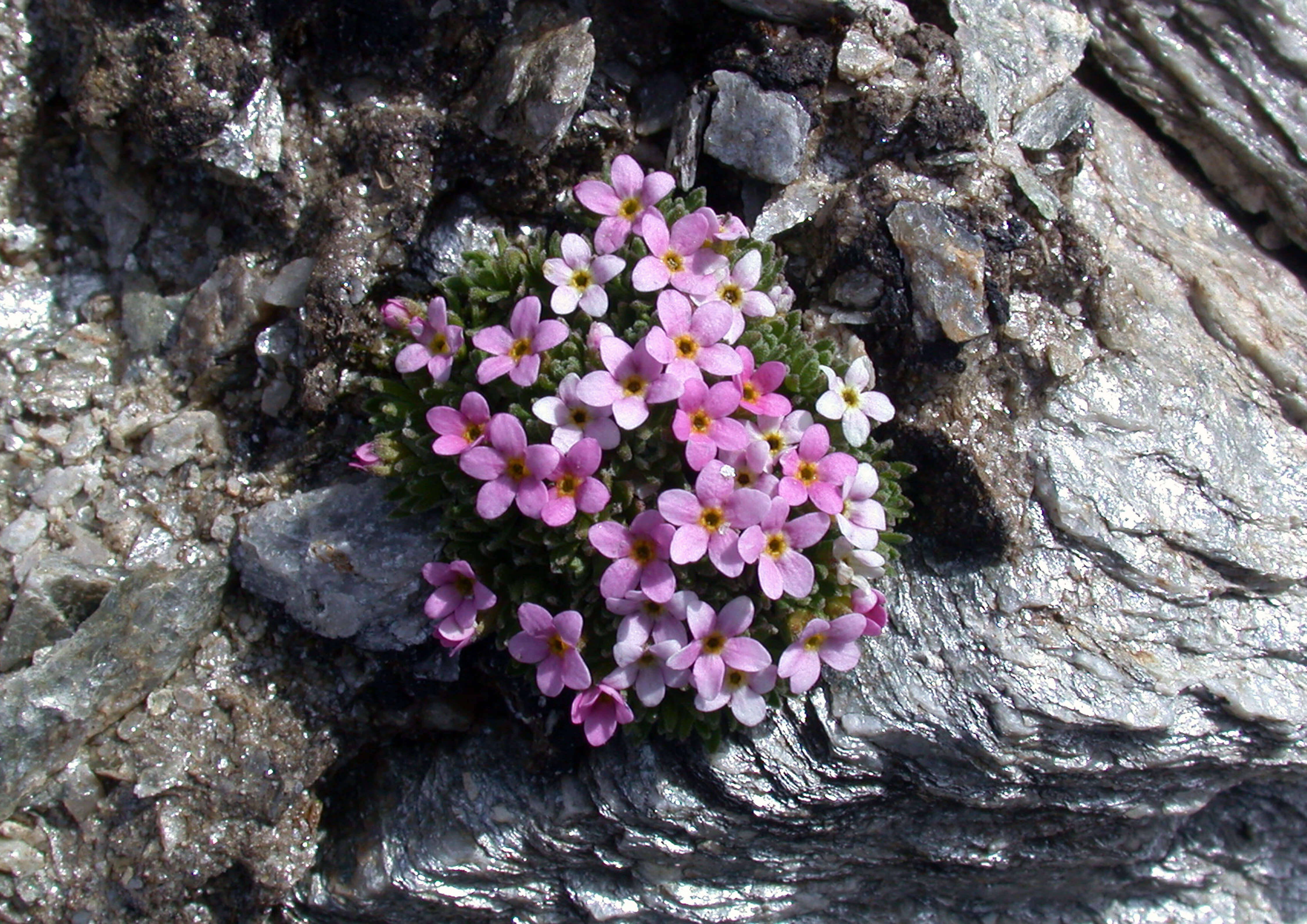 Image of Androsace alpina (L.) Lam.