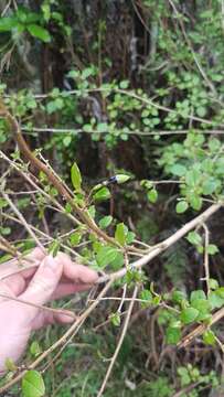 Image of Fuchsia perscandens Cockayne & Allan