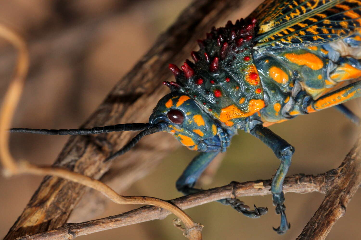 صورة Phymateus (Phymateus) saxosus Coquerel 1861