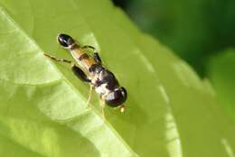 Image of Syrphid fly