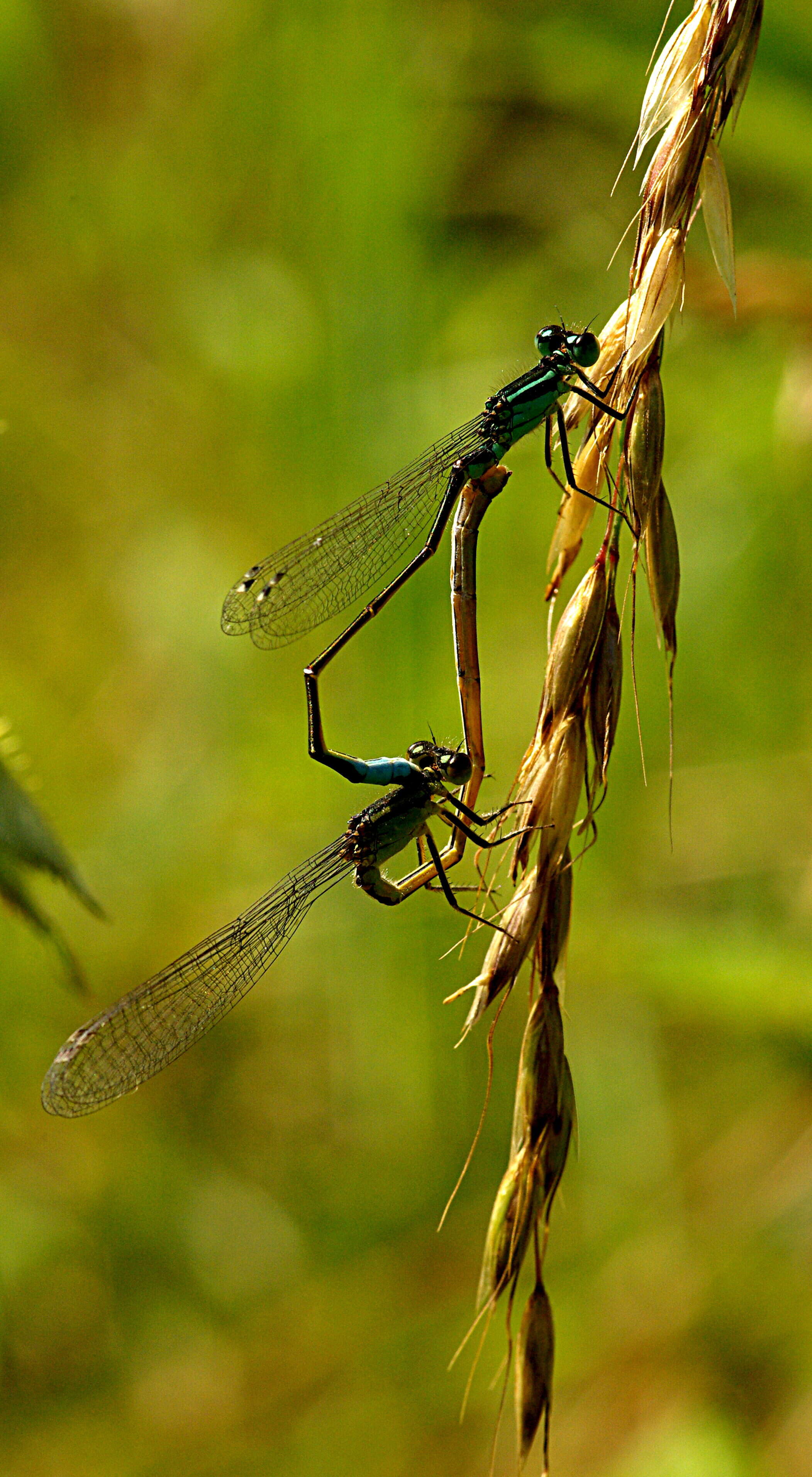 Imagem de Ischnura elegans (Vander Linden 1820)