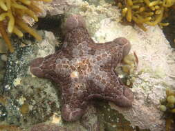 Imagem de Pentagonaster pulchellus Gray 1840