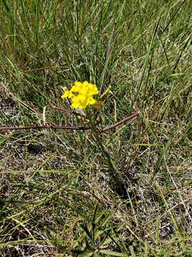 Imagem de Erysimum asperum (Nutt.) DC.