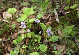 Image of dwarf marsh violet