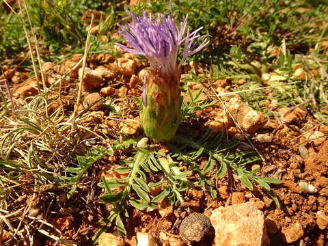 Image of Carduncellus mitissimus (L.) DC.