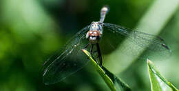 Слика од Micrathyria longifasciata Calvert 1909