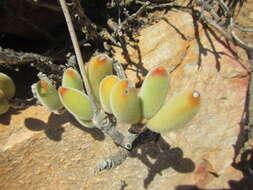 Image of Cotyledon tomentosa subsp. ladismithiensis (V. Pölln.) Tölken