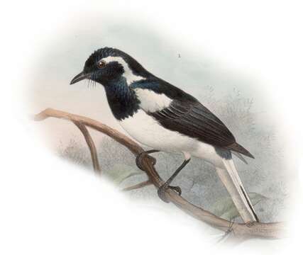 Image of Manus Monarch