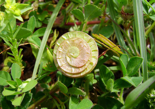 Image of blackdisk medick