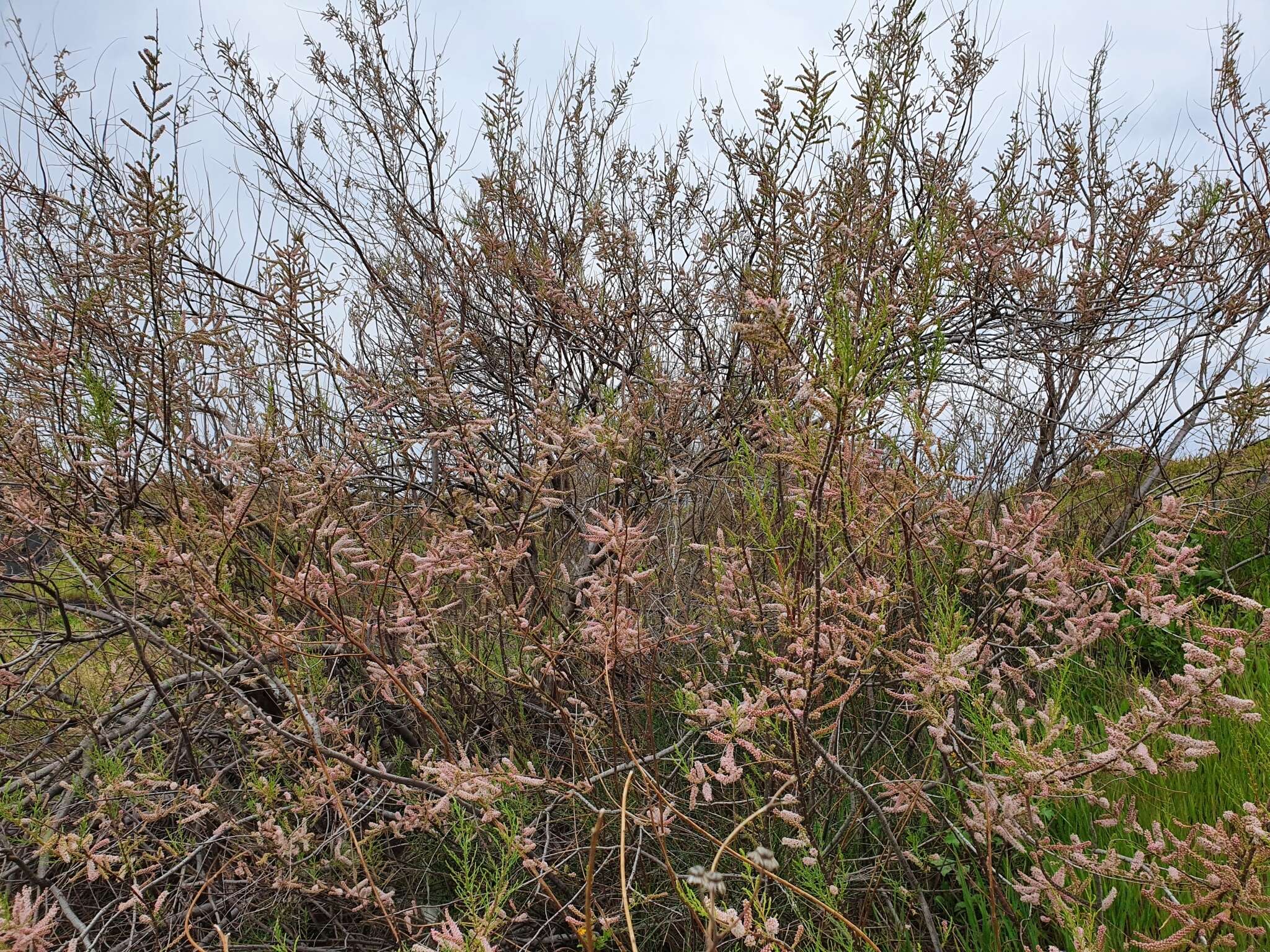 Image of four-stamen tamarisk