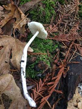 Image of Lepiota rubrotinctoides Murrill 1912