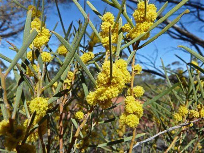 Acacia cana Maiden resmi