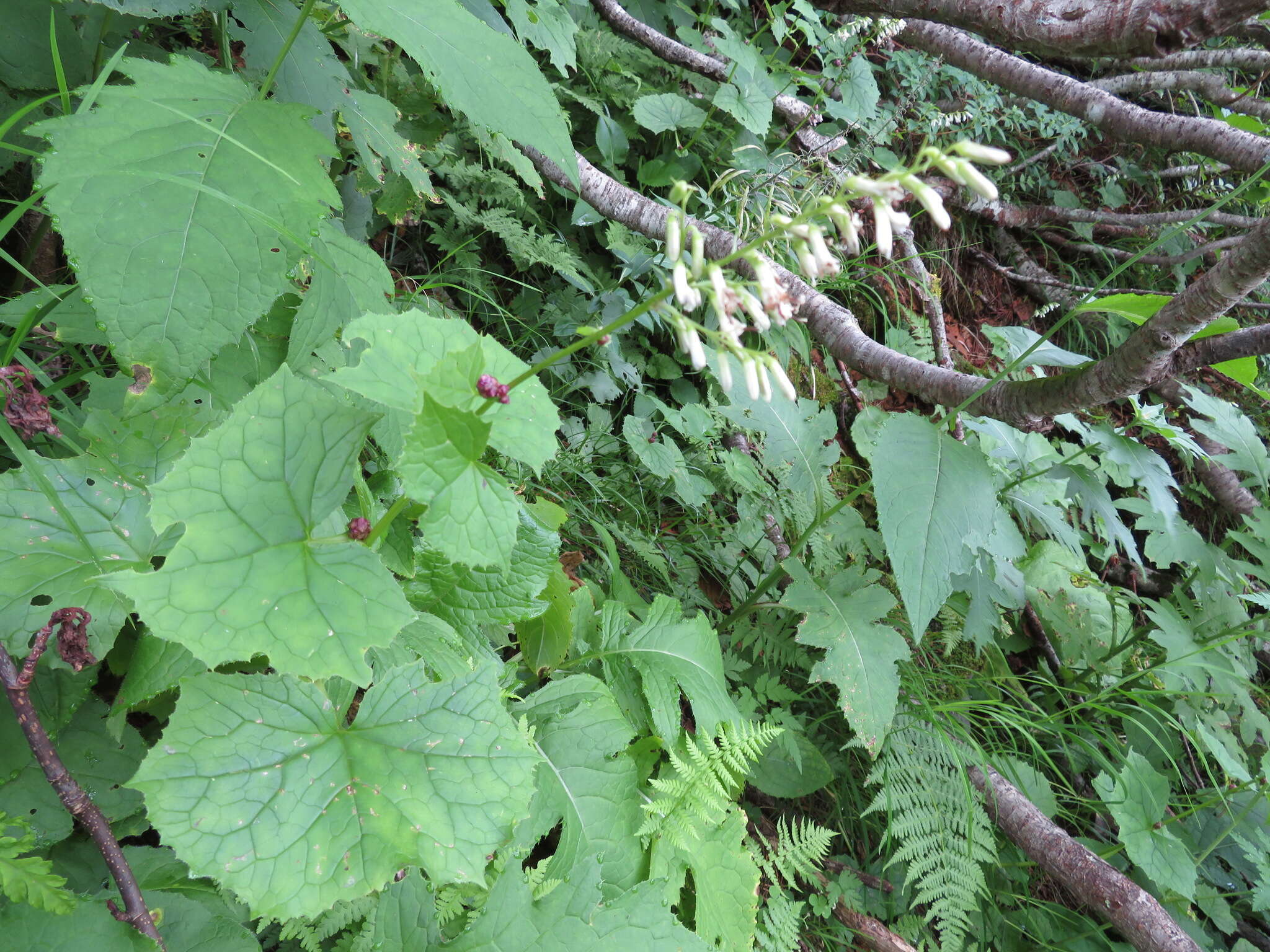 Image of Parasenecio auriculata (DC.) J. R. Grant