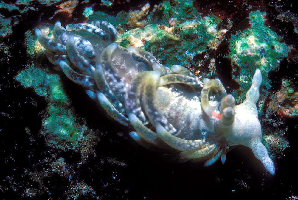 Image of Bulbaeolidia paulae Carmona, Paula, Gosliner & Cervera 2017