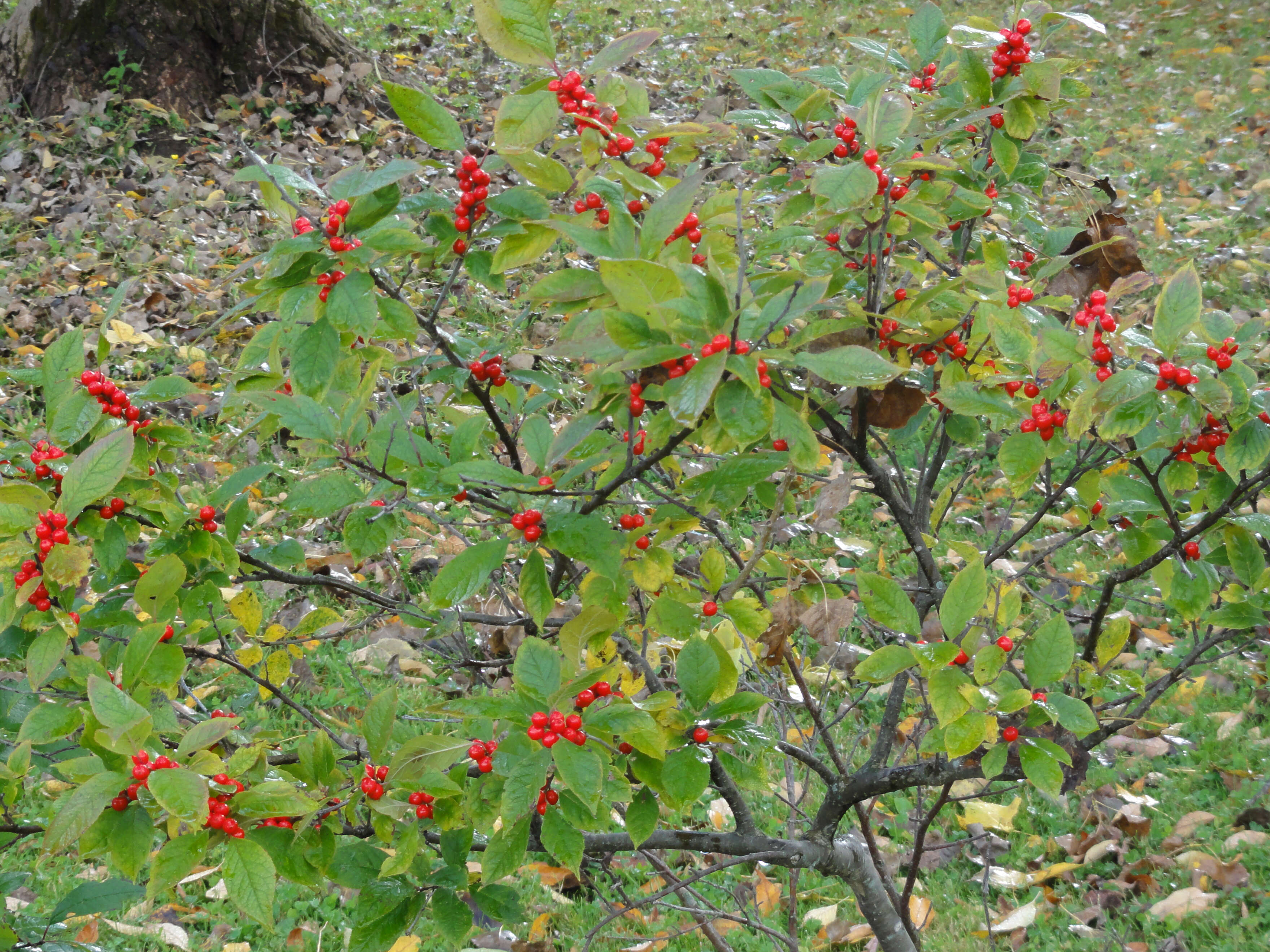 Image of Michigan holly