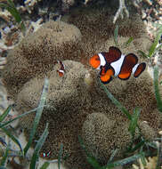 Image of Common clownfish