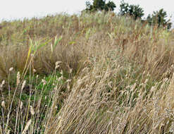 Image of wheatgrass