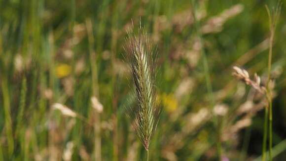 Image of Hordeum marinum subsp. gussoneanum (Parl.) Thell.